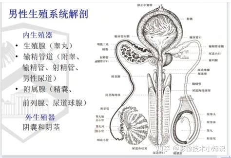 男人生殖器官|人體解剖學/男性生殖器